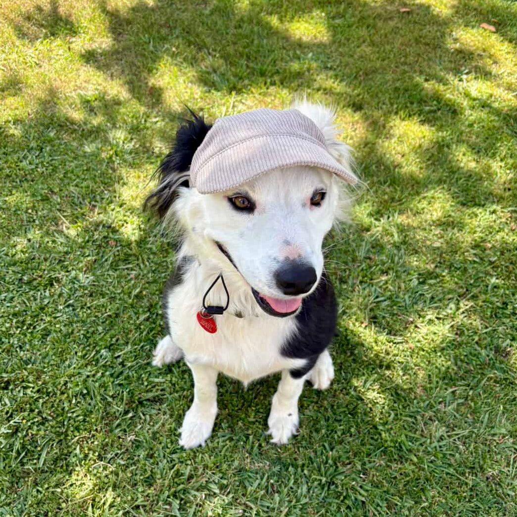 Original Dog Hat