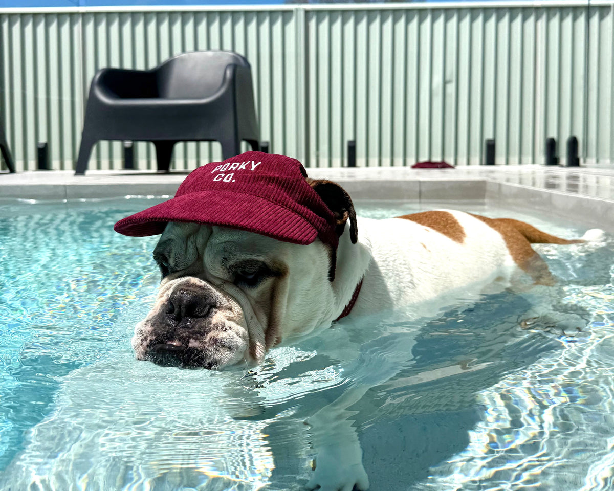 Signature Dog Hat