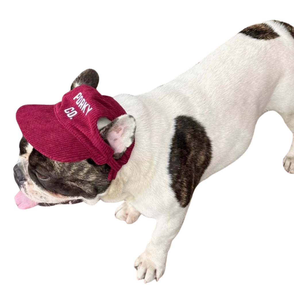Signature Dog Hat