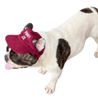 Signature Dog Hat