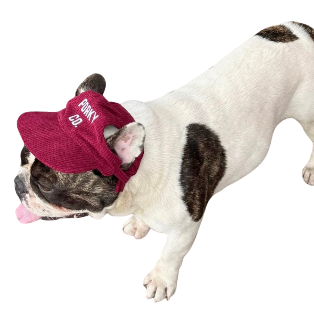 Signature Dog Hat