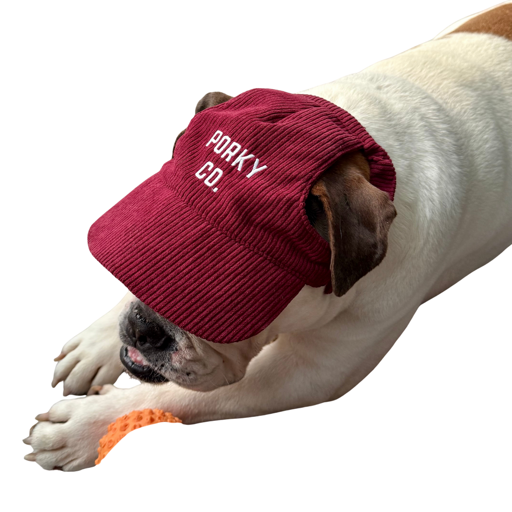 Signature Dog Hat