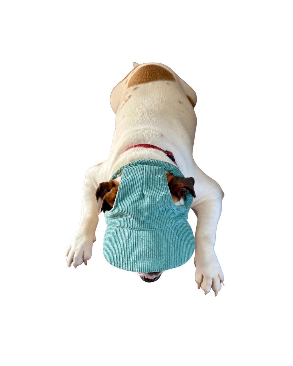 Corduroy Dog Hat
