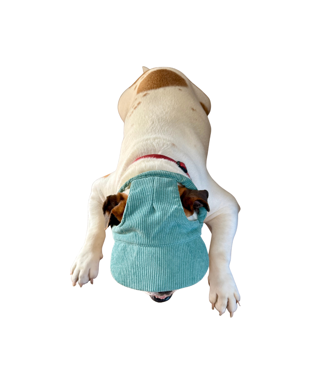 Corduroy Dog Hat
