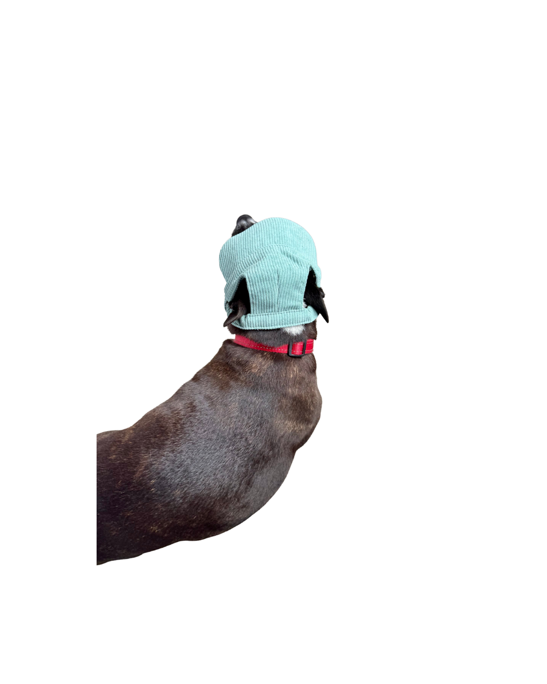 Corduroy Dog Hat