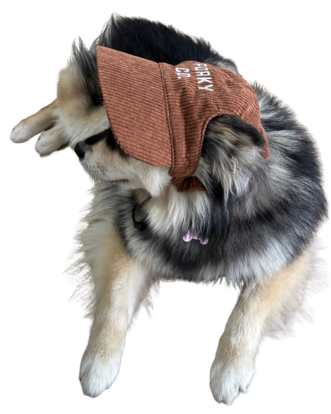 Signature Dog Hat