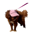 Original Dog Hat