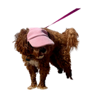 Original Dog Hat