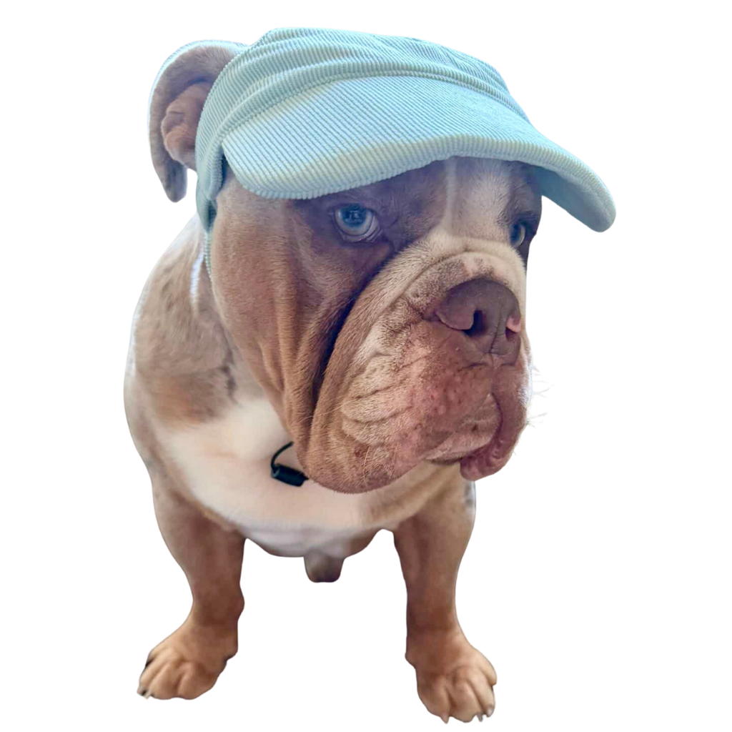 Original Dog Hat