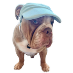 Original Dog Hat