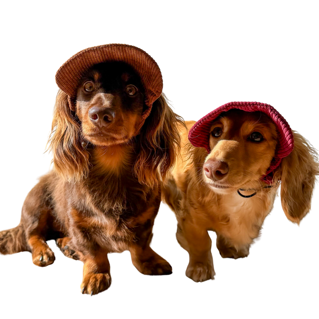 Signature Dog Hat