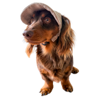 Original Dog Hat