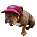 Signature Dog Hat
