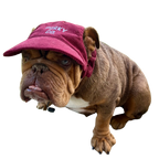 Signature Dog Hat
