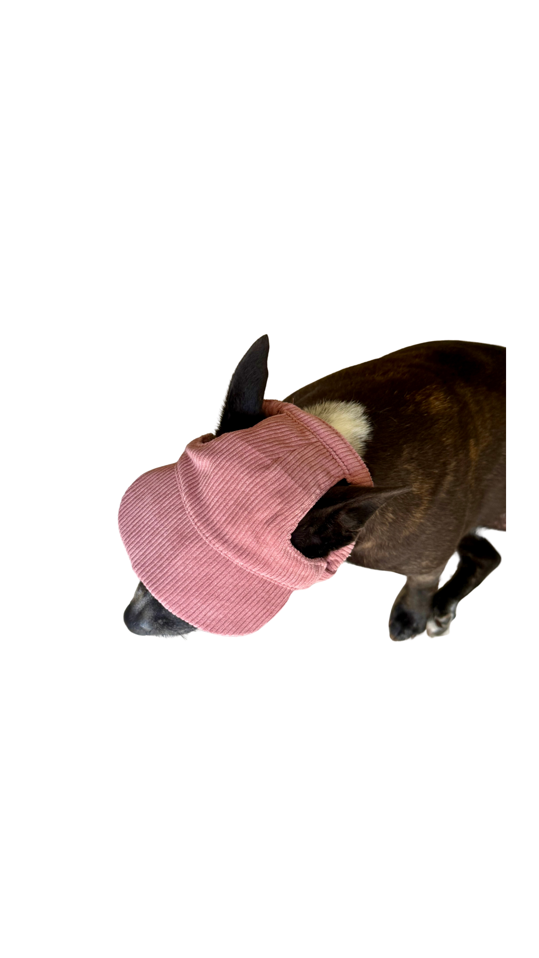 Corduroy Dog Hat