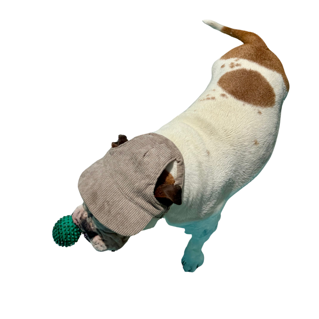 Original Dog Hat