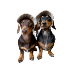 Original Dog Hat