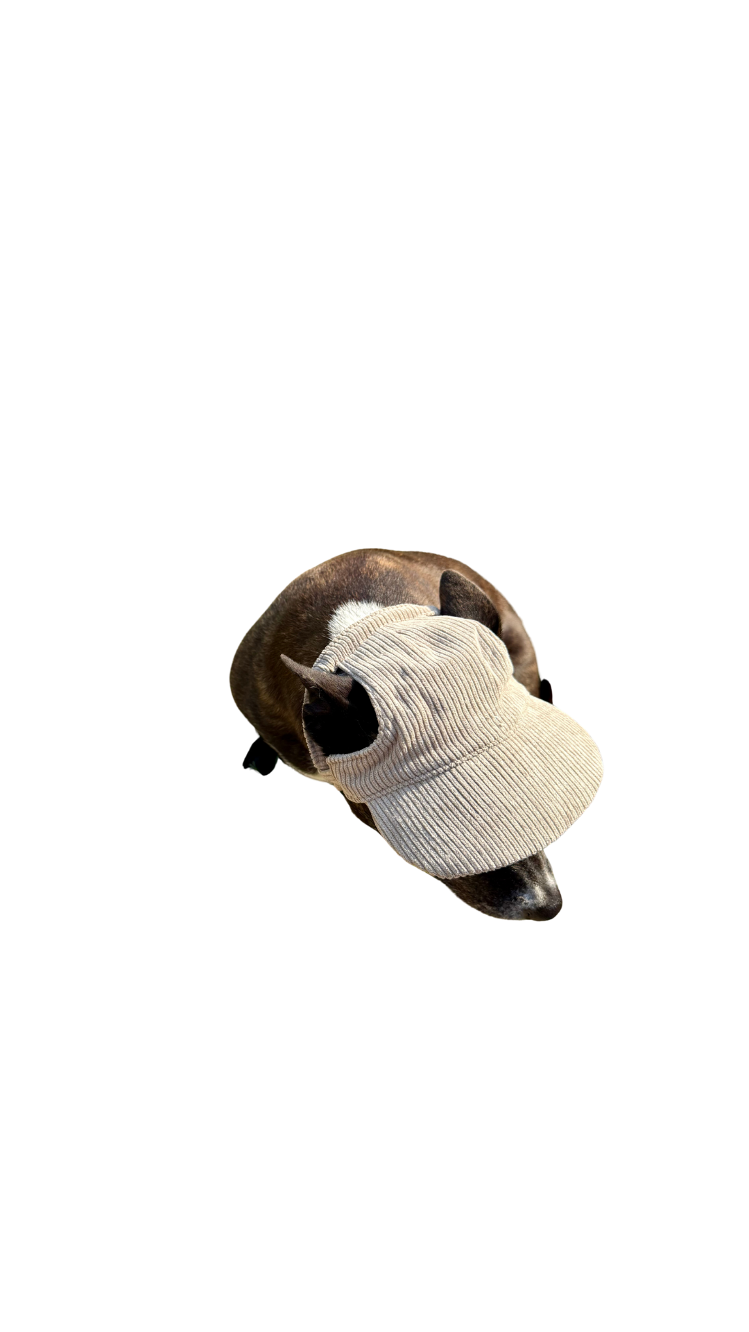 Corduroy Dog Hat